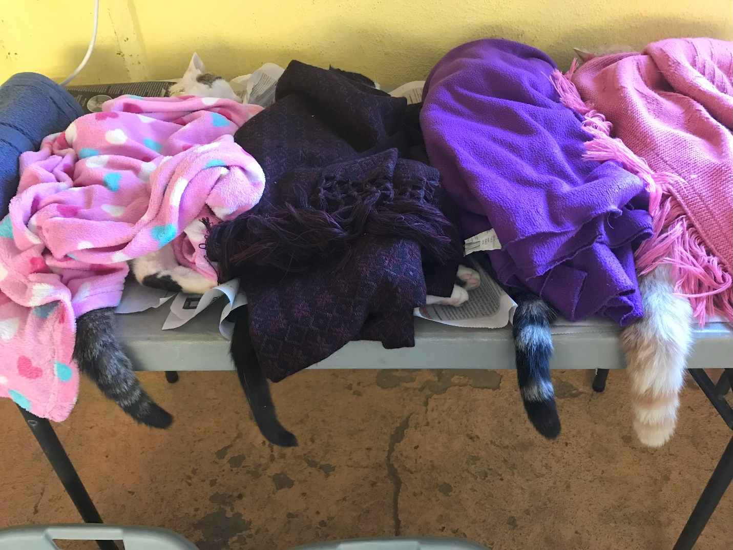 Amigos veterinarians and volunteers sterilized 151 animals in February