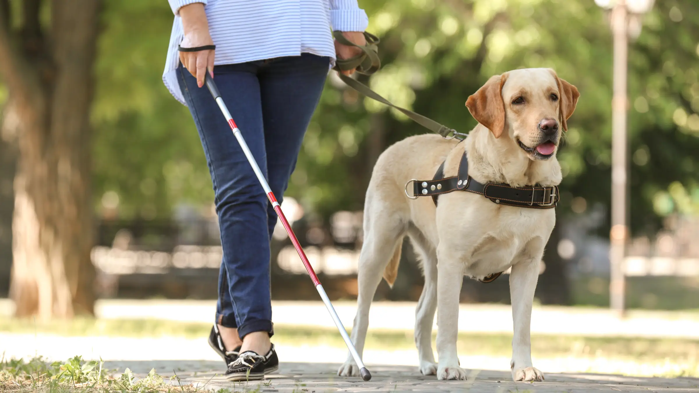 A guide dog’s advice to the public