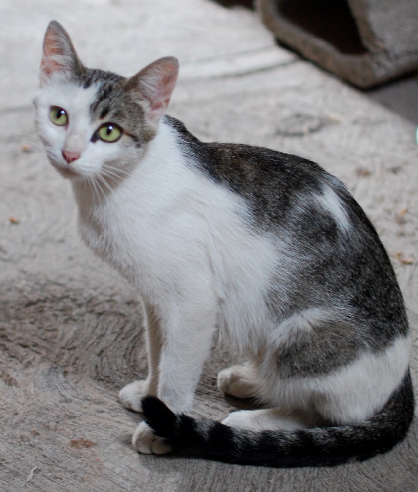 Two feral cat stories in the news
