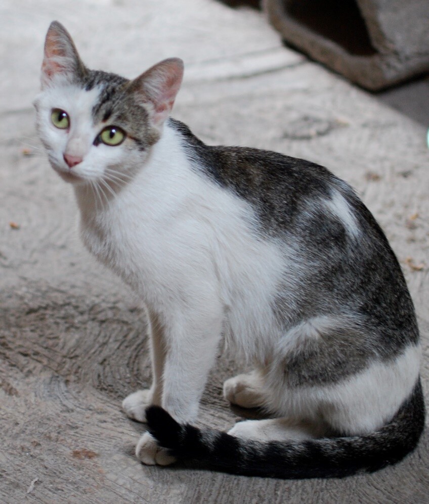 Dos historias de gatos salvajes en las noticias