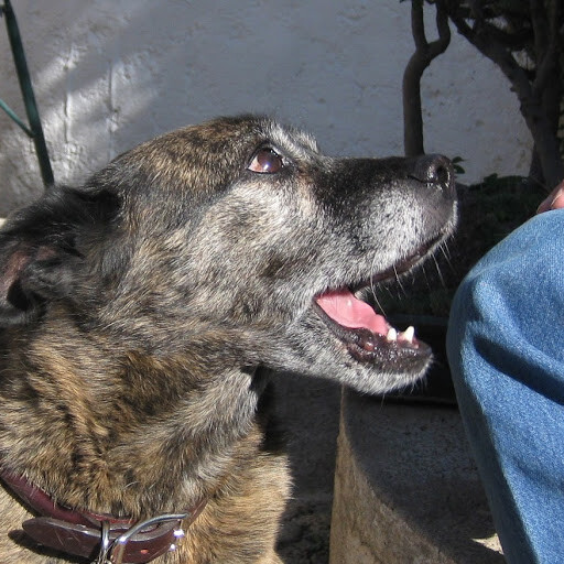 From our archivesOn teaching your dog to speak