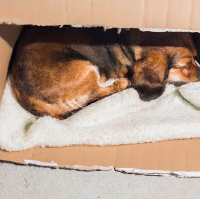 A dog sleeping in a box Description automatically generated