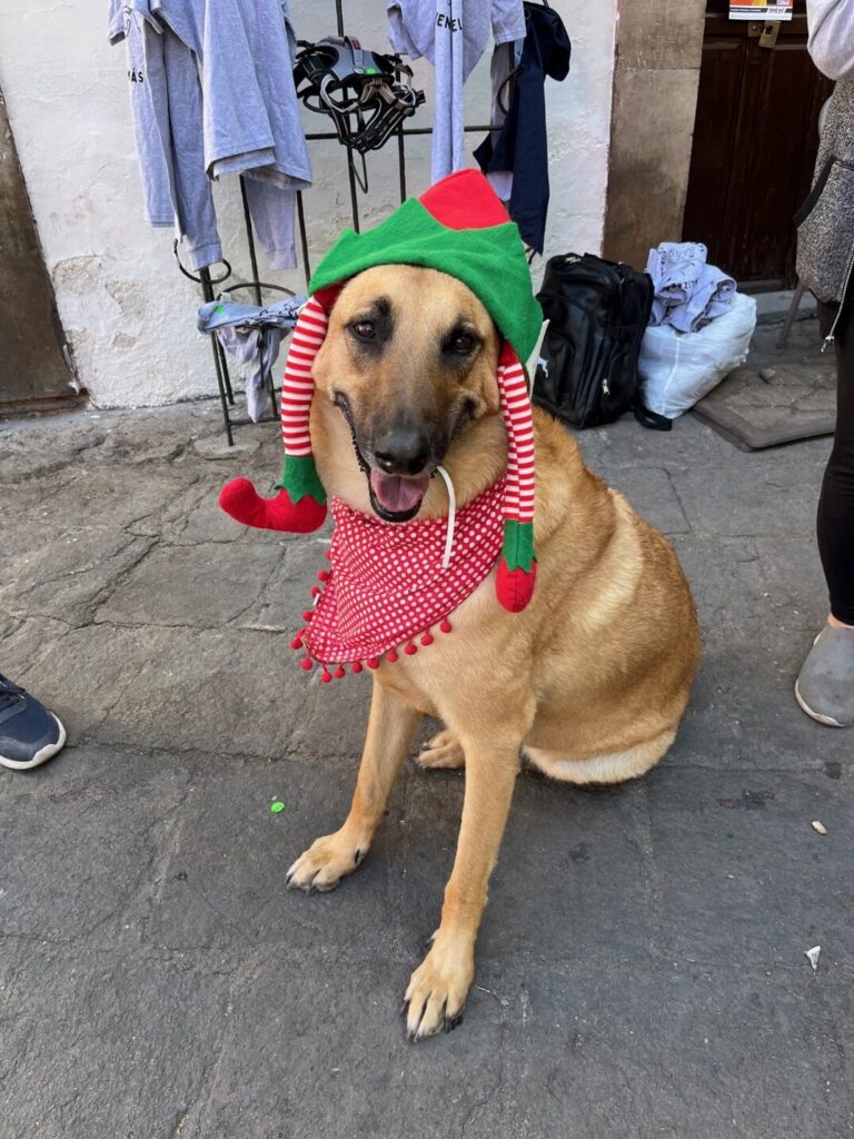 A dog wearing a elf hat Description automatically generated