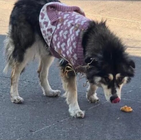 A dog wearing a sweater Description automatically generated