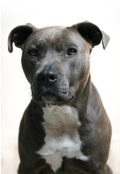 From our archivesThe American pitbull terrier—victim or criminal?
