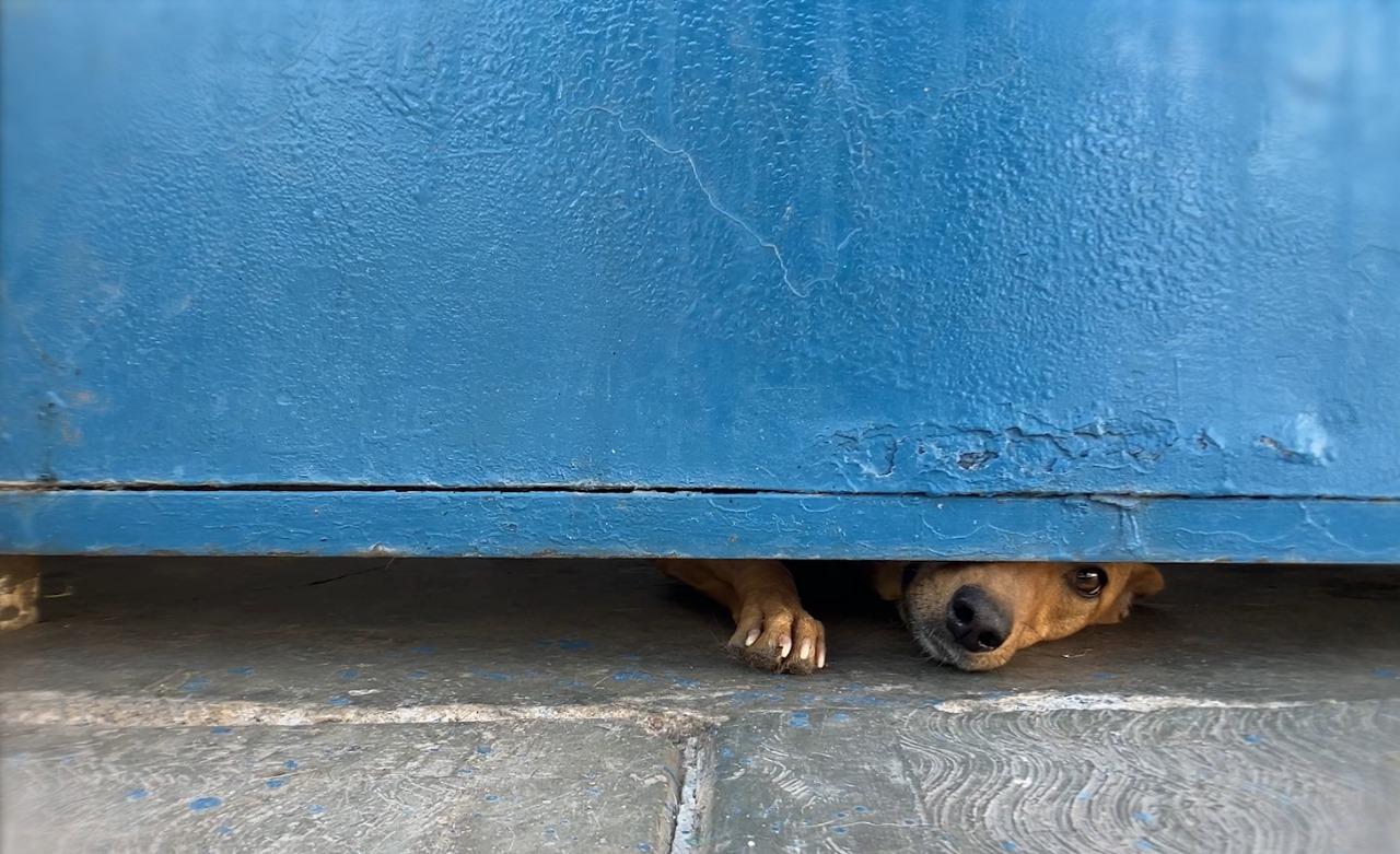 Los Relatos de la Jaula (Stories from the Cage), an impactful documentary