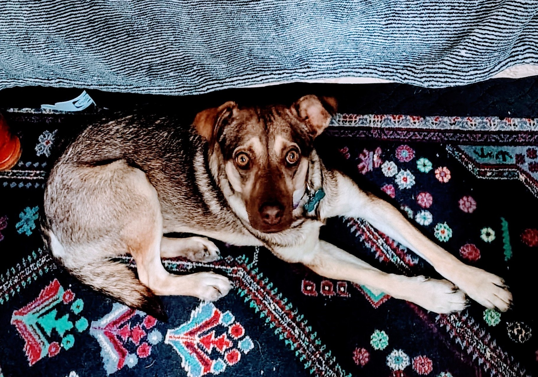 The Case of the Traumatized Dog