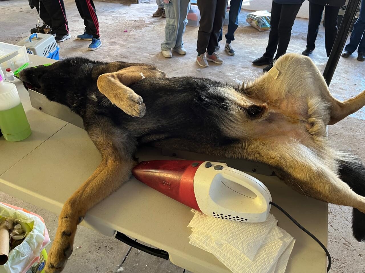 Our first campaign of 2026 included many male dogs and cats