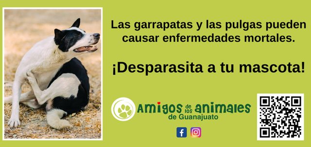Both Amigos and the state of Guanajuato are urging the public to protect pets’ health