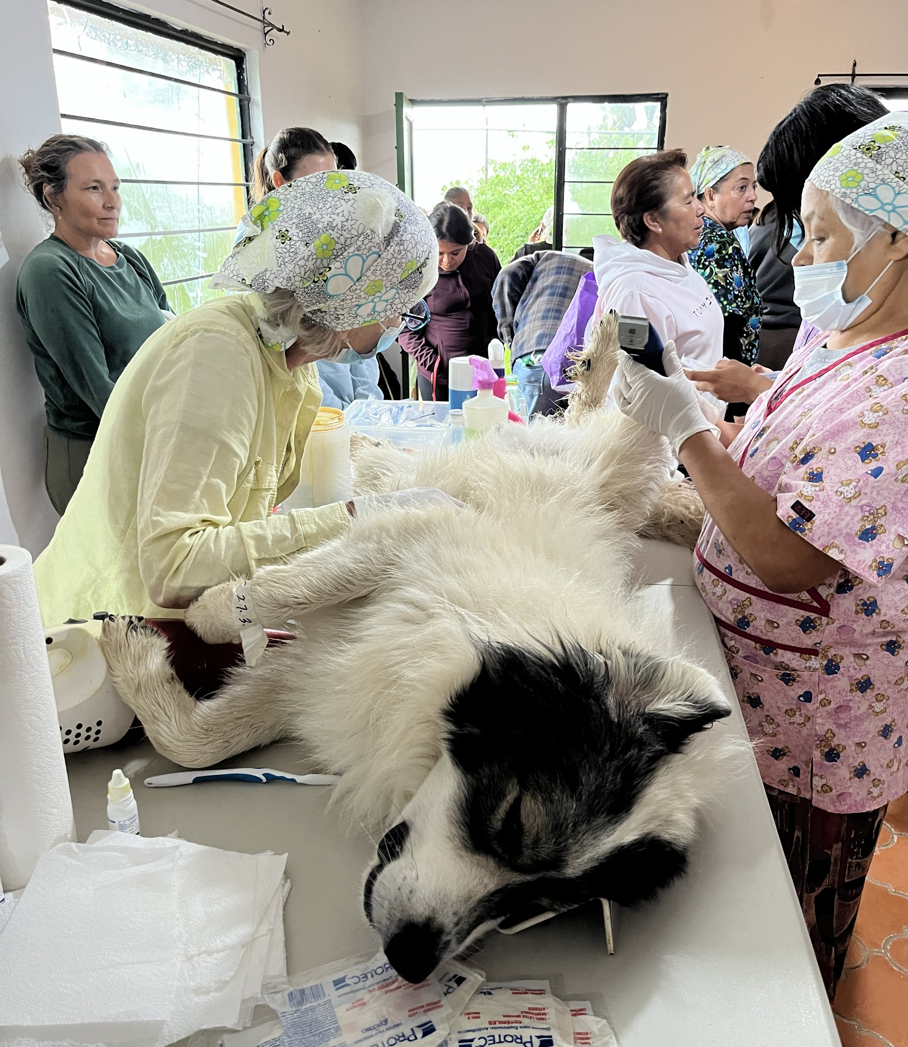 A thunderous sterilization campaign